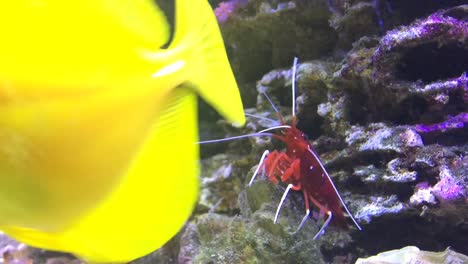 Marine-Aquarium-voller-tropischer-Fische-und-Pflanzen.