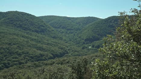 Panorama-del-bosque