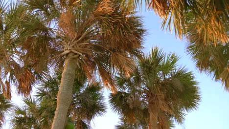 Coconut-palm-trees,-beautiful-tropical-background