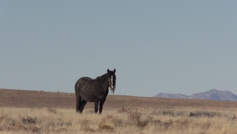 Wildes-Pferd-in-der-Wüste-von-Utah