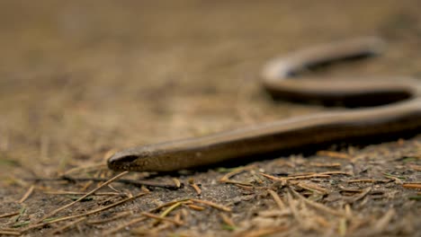 Limbless-lizard-look-like-a-snake.-Slowmotion-180-fps-close-up-shot