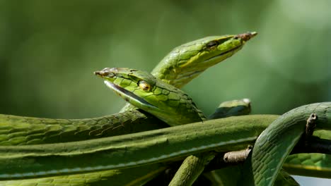 Asiatische-vine-snake