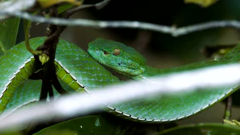 Vogeli-verde-víbora