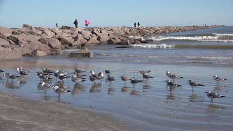 sea-gulls-by-port