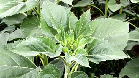 Sunflower-in-flowering