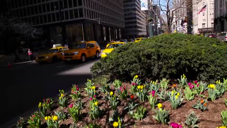 NUEVA-YORK---30-de-marzo-de-2016:-Time-Lapse-de-tulipanes-floreciendo-en-la-Avenida-de-parque-en-New-York-City