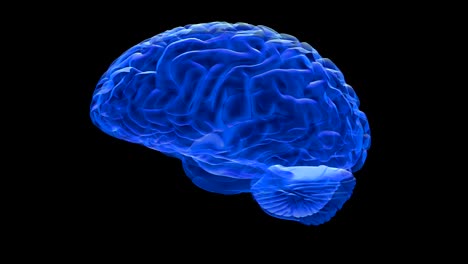 Menschliche-Gehirn-3D-render