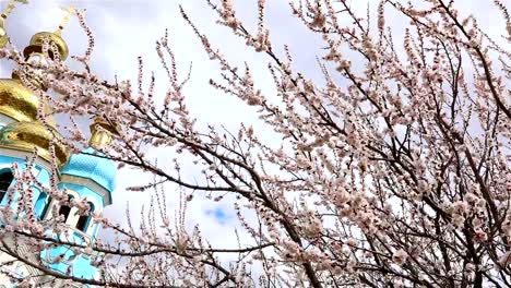 Orthodox-temple,-Clouds-above-the-temple,-golden-domes,-Timelapse,-exterior,-a-view-from-below,-View-through-the-branches-of-a-flowering-tree,-spring-landscape,-Blooming-tree