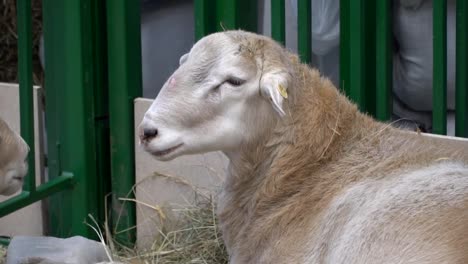 der-RAM-kaut,-posieren-und-meditieren-closeup