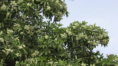 Flor-Verde-pizarra-árbol-o-árbol-del-diablo