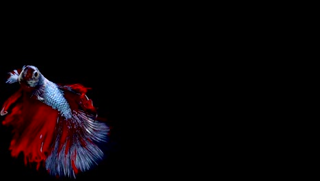 Super-slow-motion-of-vibrant-Siamese-fighting-fish-(Betta-splendens),-well-known-name-is-Plakat-Thai,-Betta-is-a-species-in-the-gourami-family