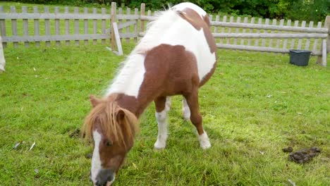 Un-caballo-pony-manchado-marrón-y-blanco-dentro-de-la-pluma