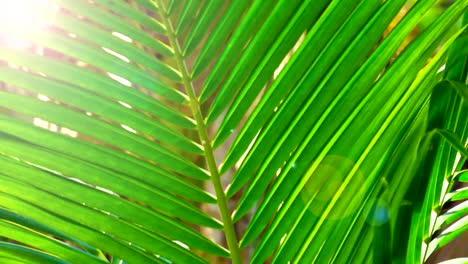 Closeup-green-coconut-leaf.