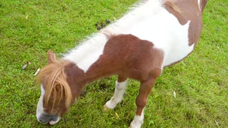 La-vista-superior-de-la-pony-marrón-con-el-pelo-blanco-de-la-raya