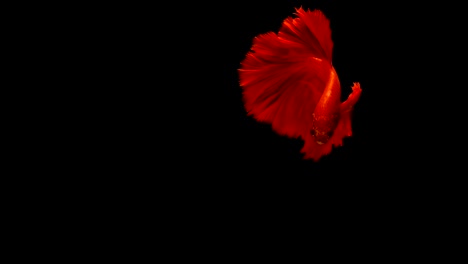 Super-Slow-Motion-der-pulsierenden-siamesische-Kampffische-(Betta-Splendens),-Name-bekannt-ist-Thai,-Plakat