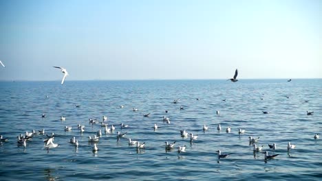 Seagulls-fly-over-the-sea.-Slow-Motion.