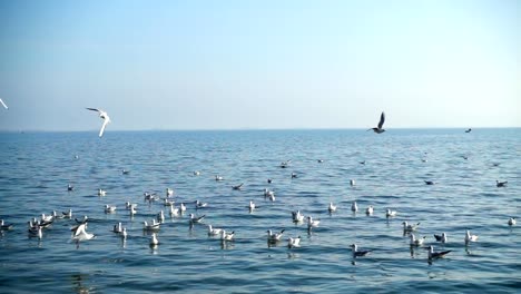 Möwen-fliegen-über-das-Meer.-Slow-Motion.