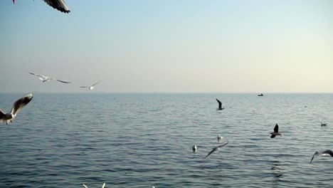 Seagulls-fly-over-the-sea.-Slow-Motion.