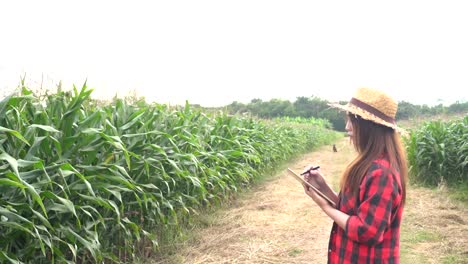 Agricultores-asiáticos-alegre