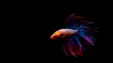 Super-Slow-Motion-der-pulsierenden-siamesische-Kampffische-(Betta-Splendens),-Name-bekannt-ist-Thai,-Plakat