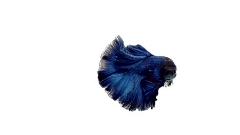 Super-slow-motion-of-vibrant-Siamese-fighting-fish-(Betta-splendens),-well-known-name-is-Plakat-Thai