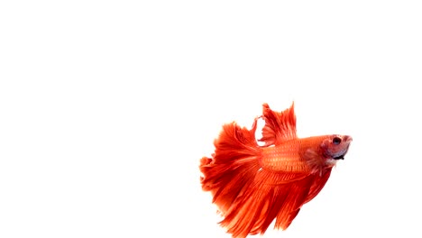 Super-Slow-Motion-der-pulsierenden-siamesische-Kampffische-(Betta-Splendens),-Name-bekannt-ist-Thai,-Plakat