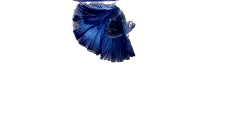 Super-Slow-Motion-der-pulsierenden-siamesische-Kampffische-(Betta-Splendens),-Name-bekannt-ist-Thai,-Plakat