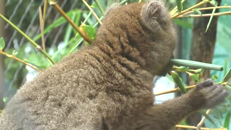 Lemur-sitzt-auf-einem-Ast-und-frisst-die-Blätter-eines-Baumes.