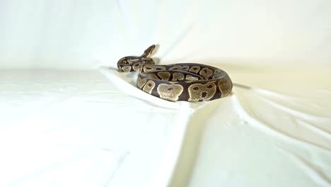 Royal-or-Ball-Python-snake