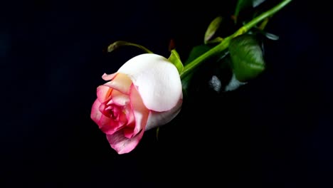 The-falling-rose-on-a-black-background.-Slow-motion.