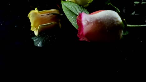 The-falling-rose-on-a-black-background.-Slow-motion.