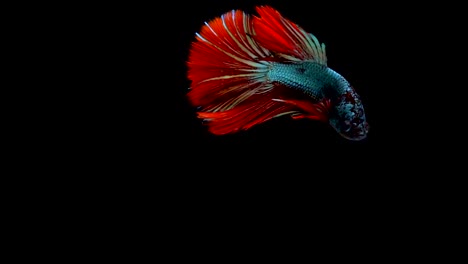 Super-slow-motion-of-vibrant-Siamese-fighting-fish-(Betta-splendens),-well-known-name-is-Plakat-Thai