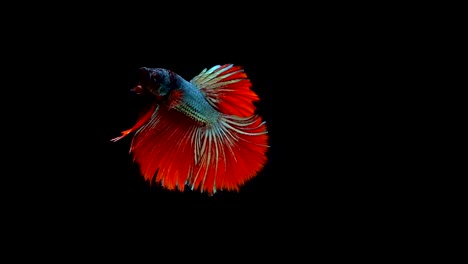 Super-slow-motion-of-vibrant-Siamese-fighting-fish-(Betta-splendens),-well-known-name-is-Plakat-Thai