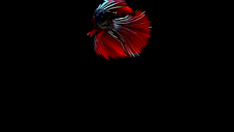 Super-Slow-Motion-der-pulsierenden-siamesische-Kampffische-(Betta-Splendens),-Name-bekannt-ist-Thai,-Plakat