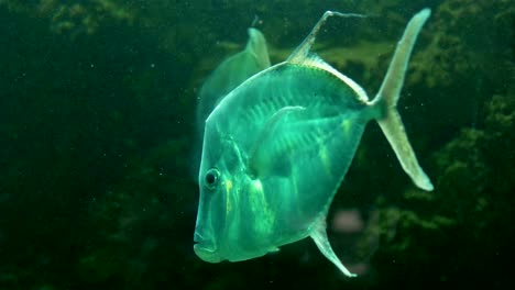 Fish-underwater-in-4k-slow-motion-60fps