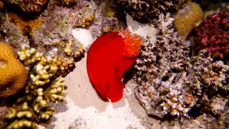 Spanish-dancer-at-coral-reef