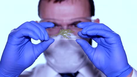 Biologist-examines-sample.-Science,-biology,-ecology.-Professional-scientist-wearing-protective-mask-working-with-herb-samples-in-his-laboratory.-Male-scientist-looking-at-plant-leaf-in-glass-slide.