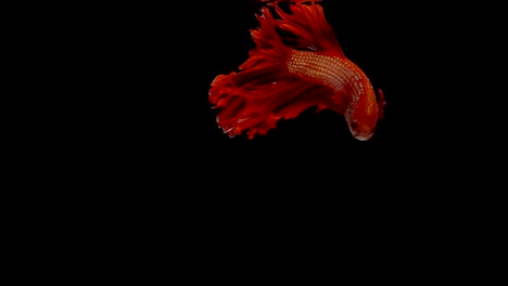 Super-Slow-Motion-der-roten-siamesische-Kampffische-(Betta-Splendens),-gut-bekannte-Name-ist-Thai,-Plakat