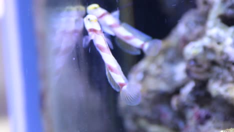 Long-fin-goby-fish-in-reef-aquarium