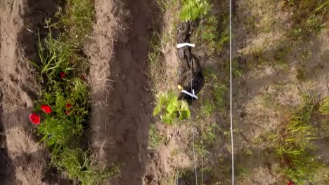 aerial-view-of-poppies-in-the-vineyards