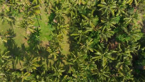 Tropische-Aussicht-von-Drohne-mit-Kokospalmen-in-Bali.-Aerial-video
