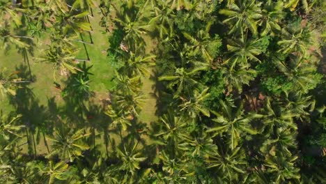 Tropical-view-from-drone-with-coconut-palms-in-Bali.-Aerial-video