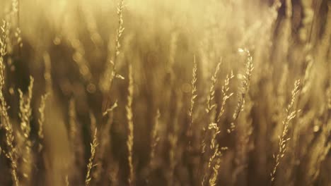 secar-la-hierba-moviéndose-con-el-viento,-bokeh-círculos-bailando-en-el-fondo-borroso