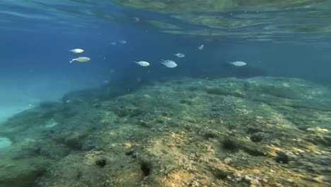 scuba-diving-underwater-4k