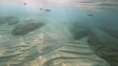 scuba-diving-underwater-4k