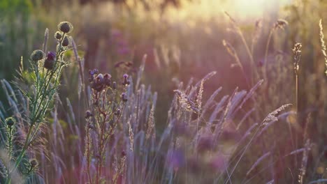 Wild-meadow-at-sunset