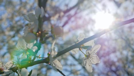 Sakura-on-heavy-wind