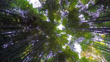 Bosque-de-bambú-hermosos-en-la-ciudad-de-Arashiyama-Kyoto