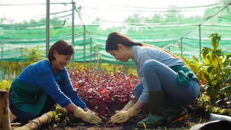 Frauen,-die-Blumen-im-Garten-Pflanzen