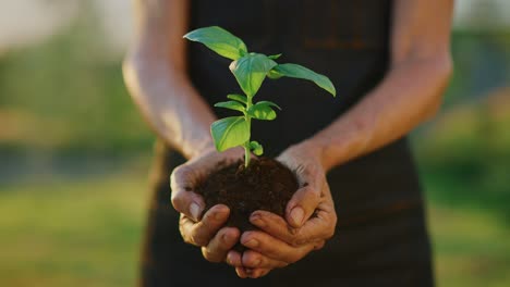 Hands-holding-green-plant